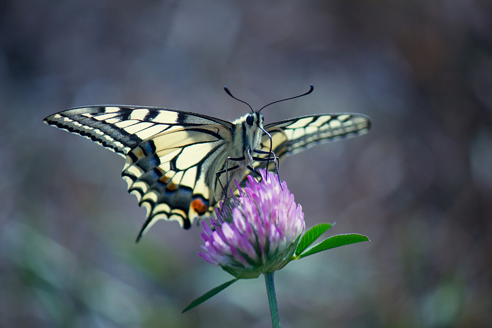  My macroworld