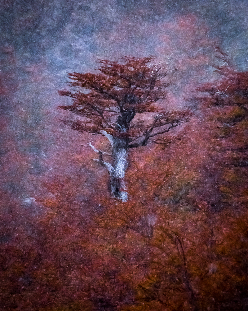 Trees of Patagonia