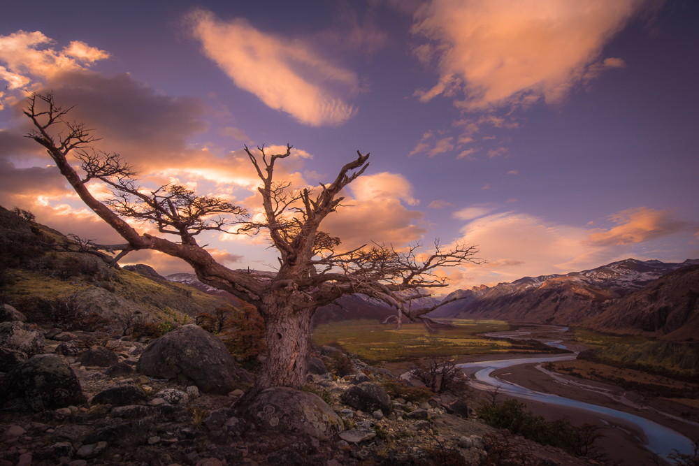 Trees of Patagonia