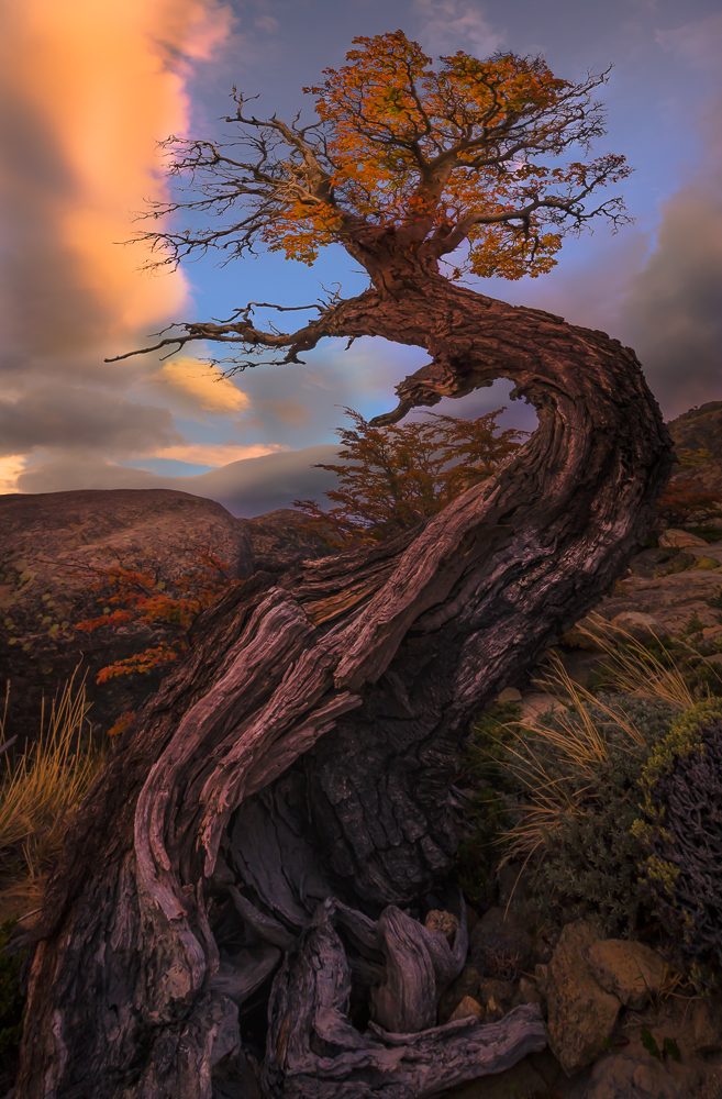 Trees of Patagonia