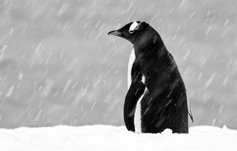 Loneliness