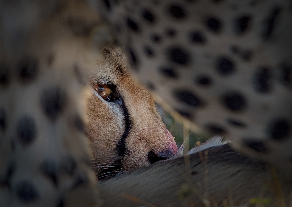Cheetah 