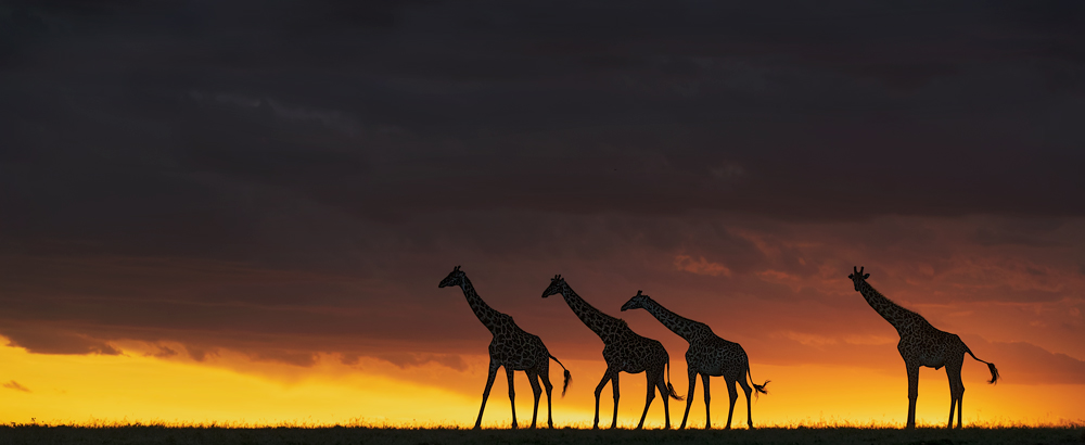 Giraffes at sunset 