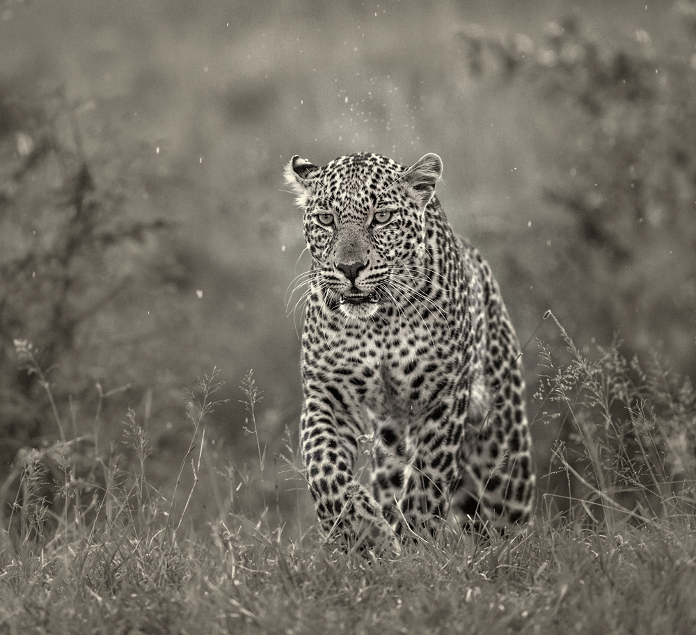 Male Leopard