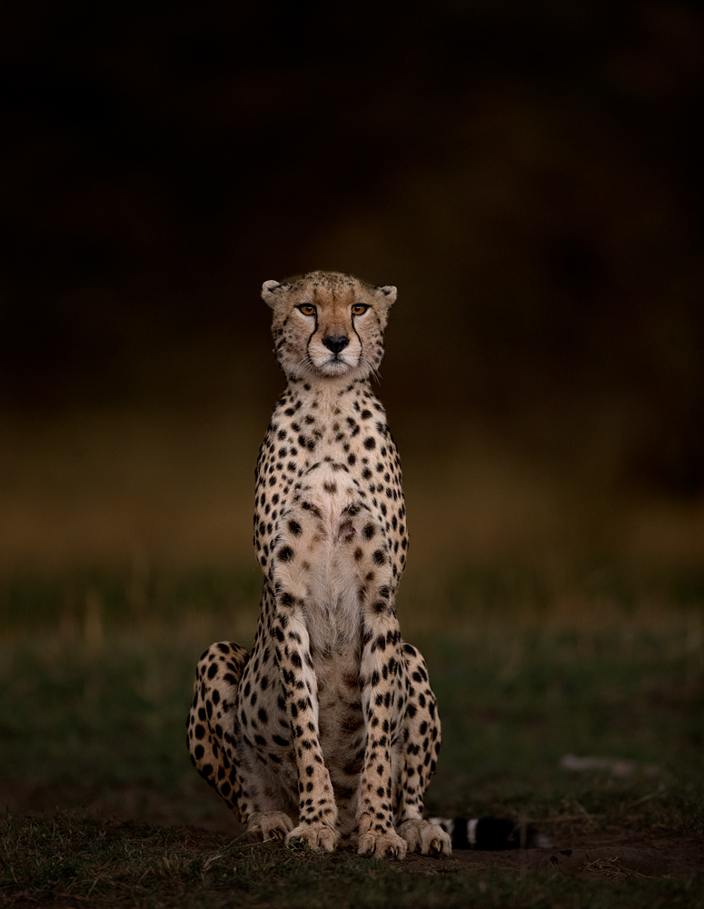 Female Cheetah
