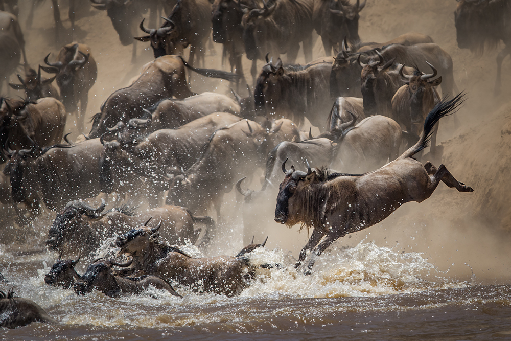 Crossing the Mara river