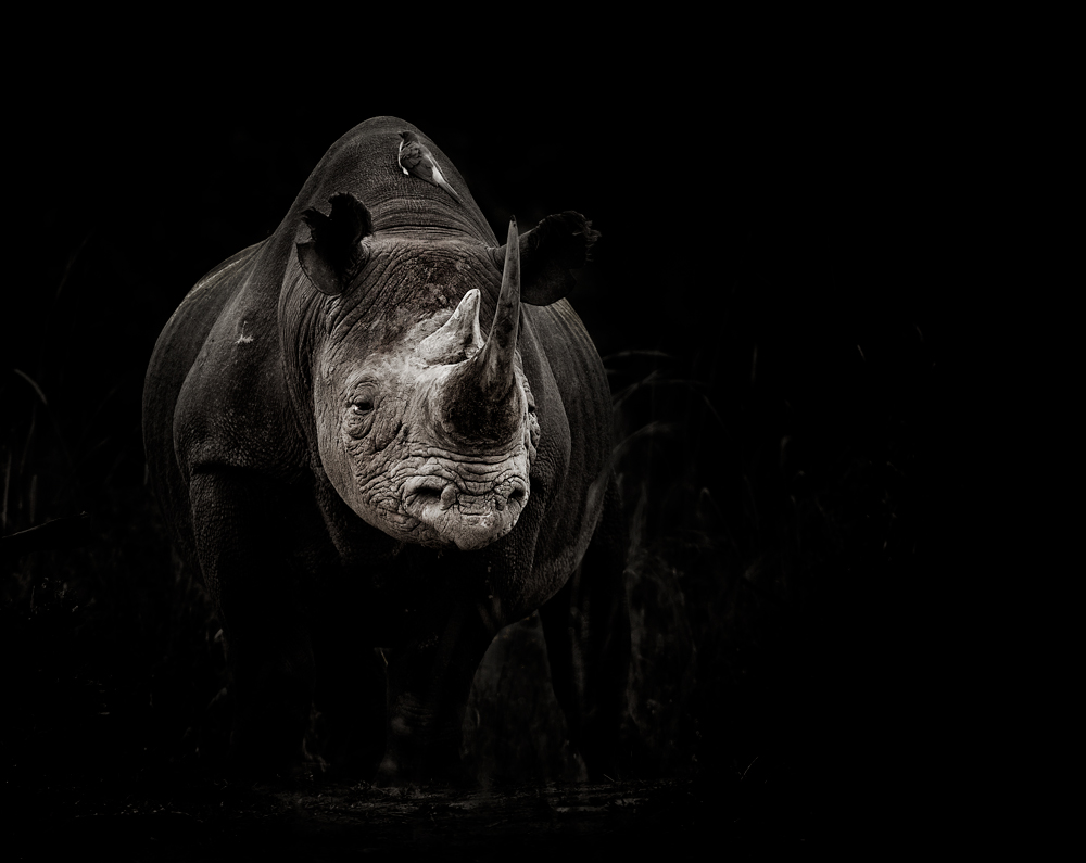 Black Rhino