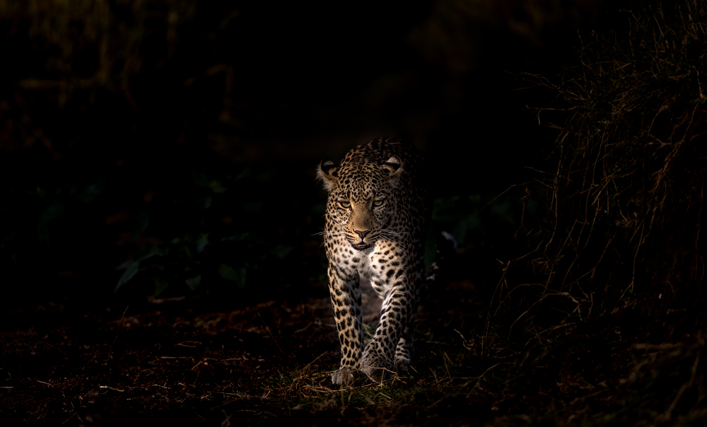 Female Leopard