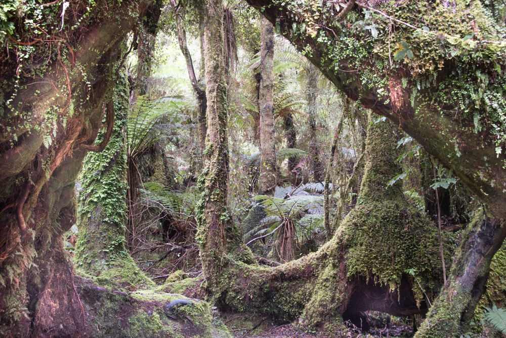New Zealand Rain Forest