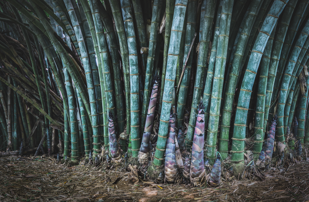 Journey Through Sri Lanka 