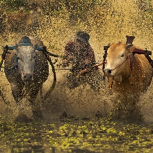 BULL RACE 2