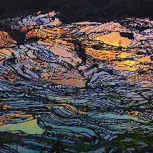 Beauty Paddy of China