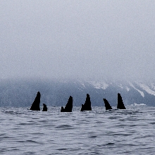 Russian wildlife