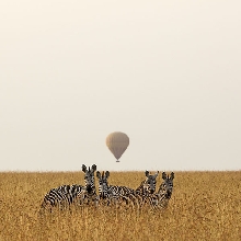 The innocent zebra and man