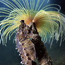 SEAHORSES OF THE GULF  OF NAPLES