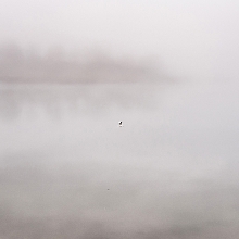The velvety dawn 