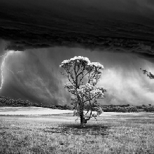 Barossa Bolt