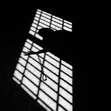 Behind The bars