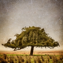 Acheron tree