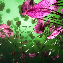 Mexican Cenotes