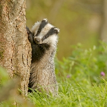 European Badger Cub  