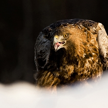 Golden Eagle 
