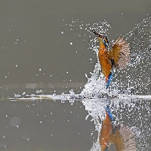 Kingfisher 