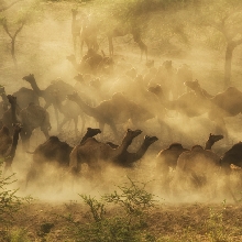 Camel herding at sunrise on a distant sand dune in Rajasthan