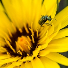 Colour of Pollen