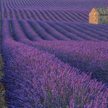 Lost in a purple field
