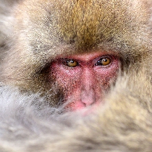 Snow Monkeys