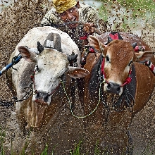 Pacu Jawi - Bull Racing