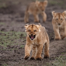The Mara Six
