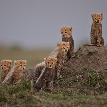 The Mara Six