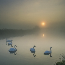 Shadow Birds