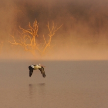 Flyby at Lake Eildon, Victoria, Australia