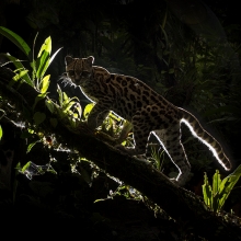 Shadow Cat