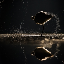 Waterballet