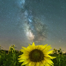Celestial Bloom