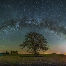 The Tree of Destiny