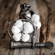 Shackles and Cotton