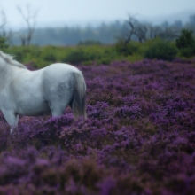 Amongst the Nature