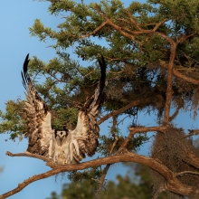 Osprey love
