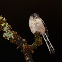 Damp longtail tit.