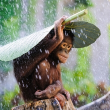Orangutan in The Rain