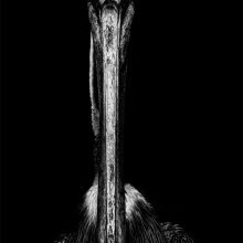 Captivity