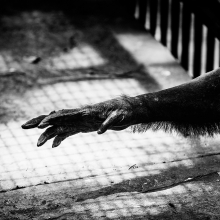 Captive