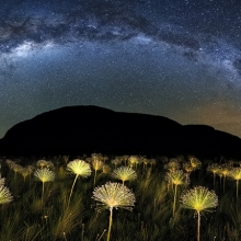 Paepalanthus Galactic