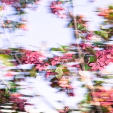 Blossom