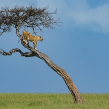 Lioness On The Lookout